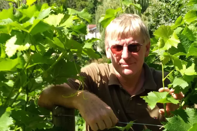 Ernst Küsters, Chemiker und Hobbywinzer, im Weinberg mit der Cabernet-Cortis-Rebsorte. 