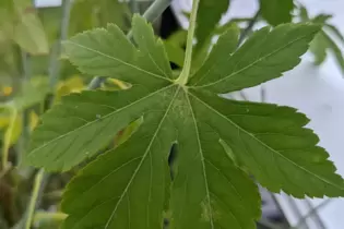 Früchte sucht man an der Sugarleaf-Himbeere vergebens. Sie fällt durch ihre attraktiven Blätter auf.