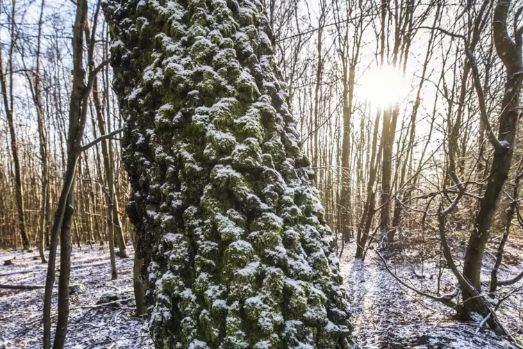 Frostige Temperaturen bleiben uns zwar erhalten, der Februar verspricht jedoch, etwas wärmer zu werden als normalerweise. 