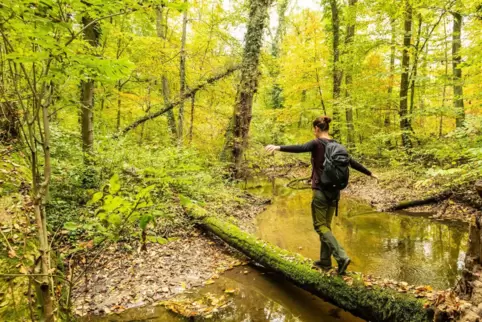 Der urwüchsige Bachlauf des Otterbachs verleitet Wanderer zum Spielen.