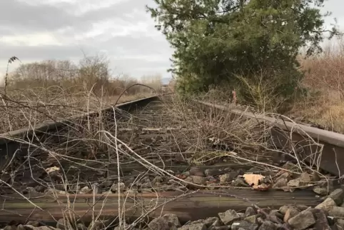 Die ehemalige Bahnstrecke südlich von Dammheim. 