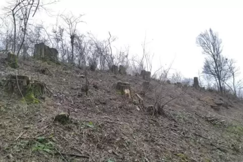 Baumfällungen am Rülzheimer Südhang. Hier soll ein Baugebiet entstehen.