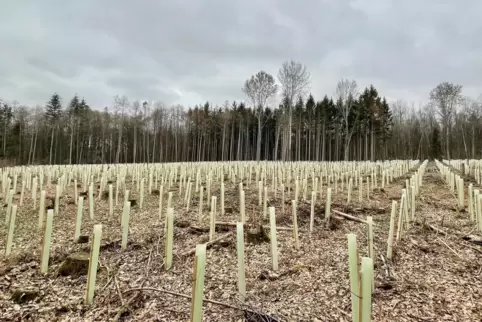 Die 2021 neu aufgeforsteten Bäume im Bottenbacher Tiergarten-Wald sind laut Bürgermeister Klaus Weber gut angewachsen. 
