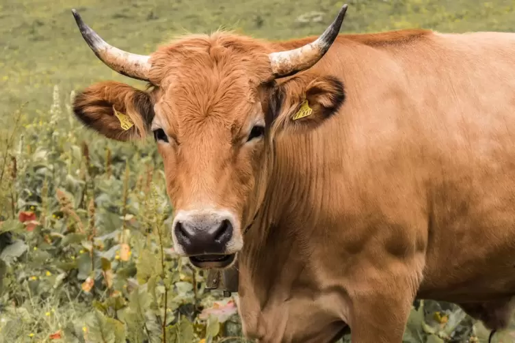 In der Region heimisch: das Glanrind. Wie es schmeckt, lässt sich während der Glanrindwochen probieren. 