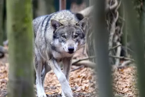 Angesichts steigender Zahlen an Wolfsrudeln in Deutschland hat sich Bauernpräsident Joachim Rukwied für eine Begrenzung ausgespr