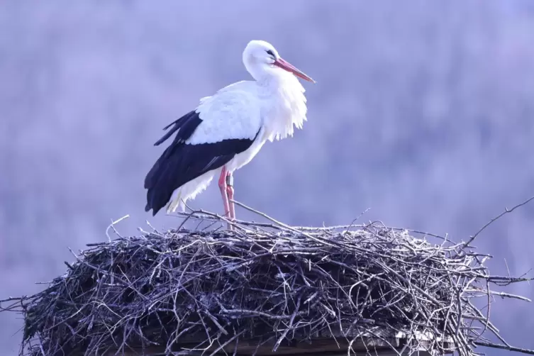 Der Weißstorch hat sein Nest beim Golfplatz des Hitscherhofs besetzt.