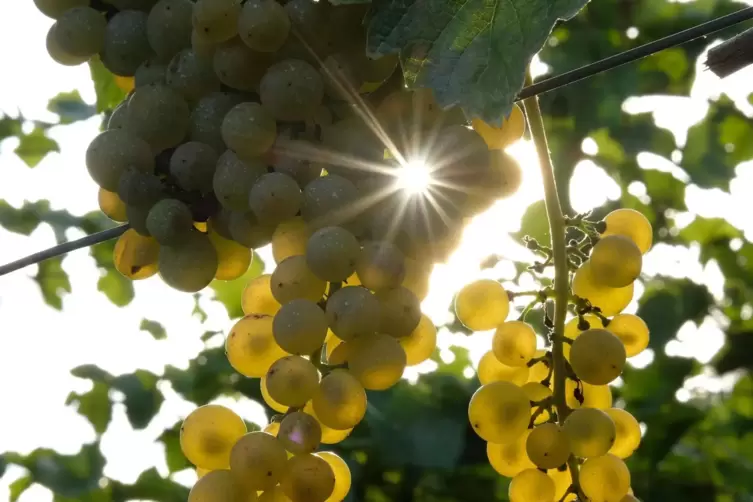 Die Weinbranche kann aufatmen: Es wird wohl keine Schockbilder geben.