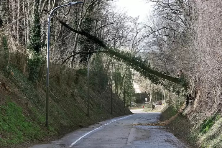 Der Weg zwischen Landau und Wollmesheim war mehrere Stunden nicht befahrbar. 