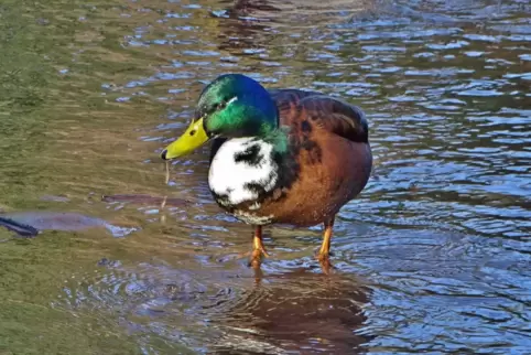 Bei Enten kann man solche weißen Federn häufiger sehen.