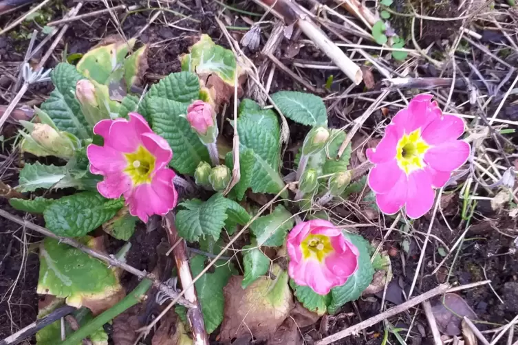 Kräftige Farbe gegen das Wintergrau: Diese Primel blüht in Heribert Maiers Beet in Kaiserslautern. 