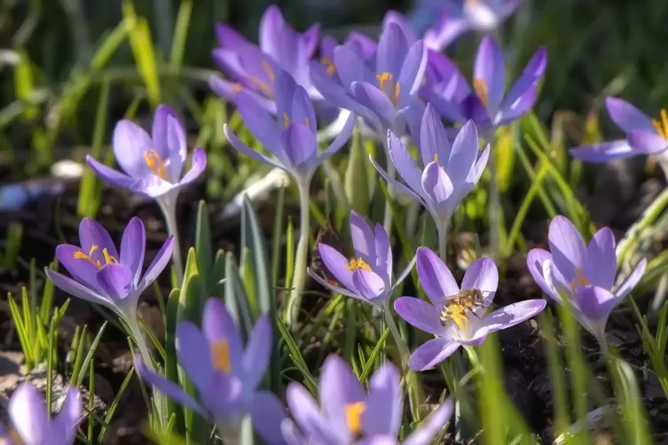 Die Wildbienen stört der Wind nicht, sie freuen sich an den gerade aufblühenden Krokussen. 