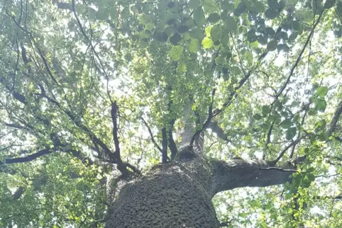 Die Dicke Eiche im Bottenbacher Wald ist über 370 Jahre alt und ist ein Naturdenkmal. Sie könnte jetzt auch noch Baumbiotop werd