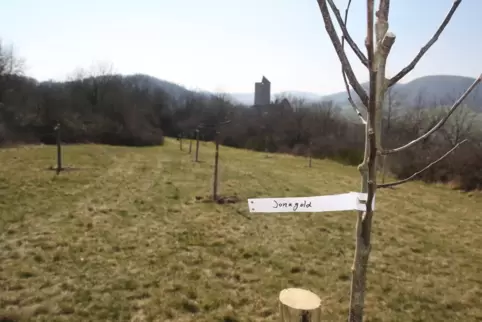 Die Streuobstwiese wurde am Veldenz-Wanderweg in der Nähe von Burg Lichtenberg angelegt. 