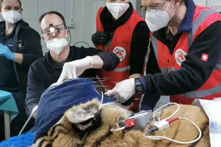 Tierzahnarzt Jens Ruhnau aus Kopenhagen behandelt den Sibirischen Tiger Sahib.