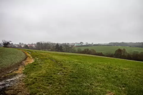 Ein Teil der für die Photovoltaikanlage vorgesehenen Freifläche, die von der Straße nach Kleinsteinhausen kaum einsehbar ist. 