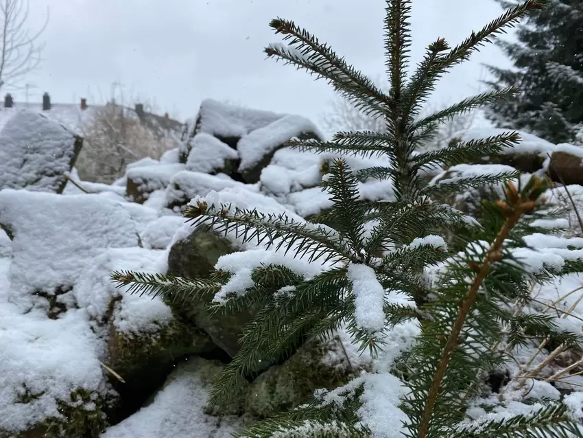 Schnee in der Westpfalz