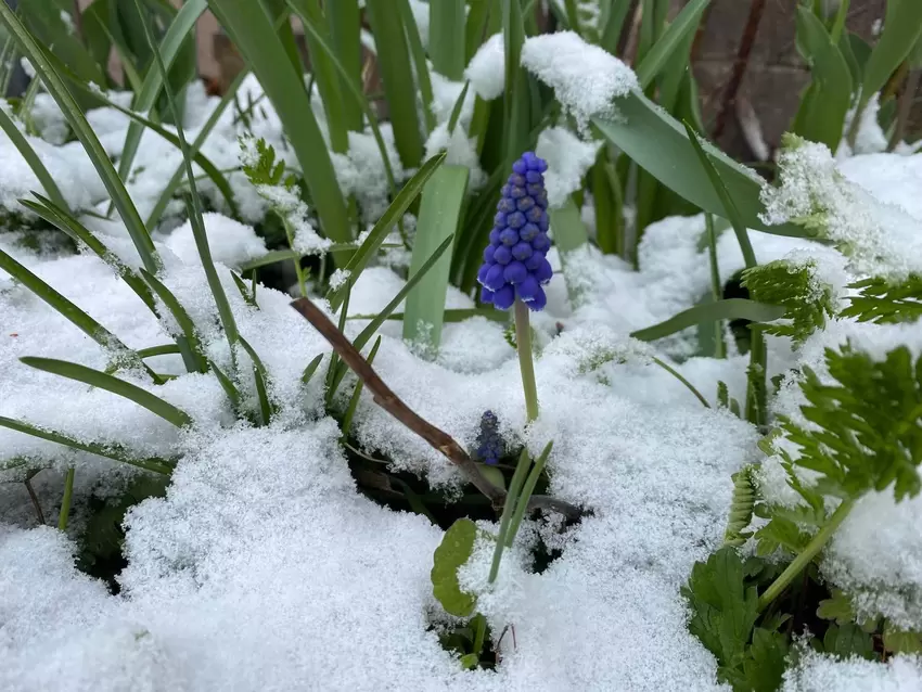 Schnee in der Westpfalz