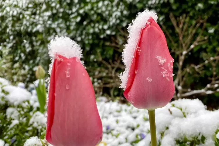 Frühling trifft Winter: Auch in der Pfalz hat es in der Nacht von Freitag auf Samstag geschneit. 