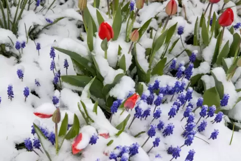 Bekanntlich macht der April was er will: Da strecken auch die Frühjahrsblumen verdutzt die Köpfe aus dem Schnee. Es könnte nicht