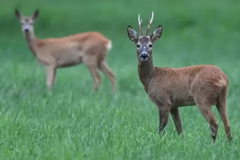 Vier Rehe wurden in den vergangenen sechs Wochen gerissen. 