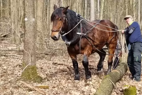 Stefan Golz mit einem seiner zwei Rückepferde bei der Arbeit im Freinsheimer Wald. 