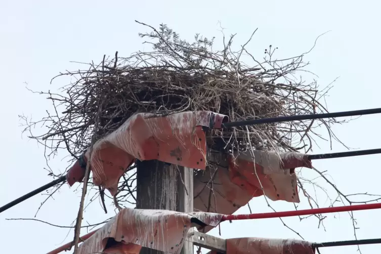 Ursache war ein Vogelnest auf einer Stromleitung. 