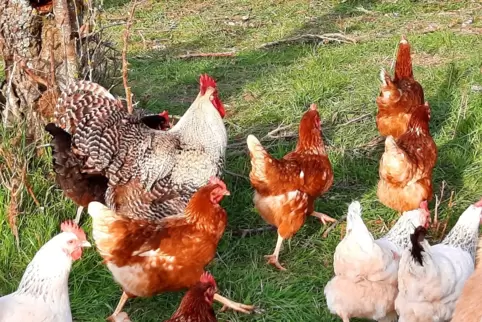 Bunte Truppe: Der Hahn der Rasse „Sperber“ sorgt dafür, dass sich die Hühner nicht streiten. Die braunen sind übrigens die Legeh