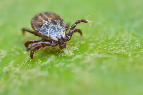 Zecken gelten als besonders aktiv im Frühsommer. Bei den richtigen Temperaturen können sie aber auch ganzjährig auf der Suche na