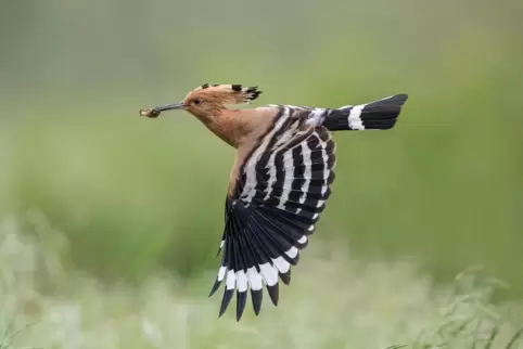 Fliegender Wiedehopf mit Beute. 