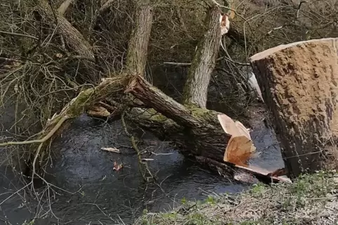 Am Schwarzbach wurden zur Sicherheit Bäume gefällt, auch dort, wo kaum jemand vorbeikommt. 