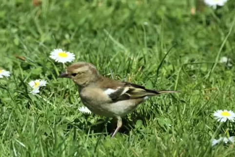 Dieses Buchfinkenweibchen macht es sich auf einer Frühlingswiese bei Kleinsteinhausen gemütlich.