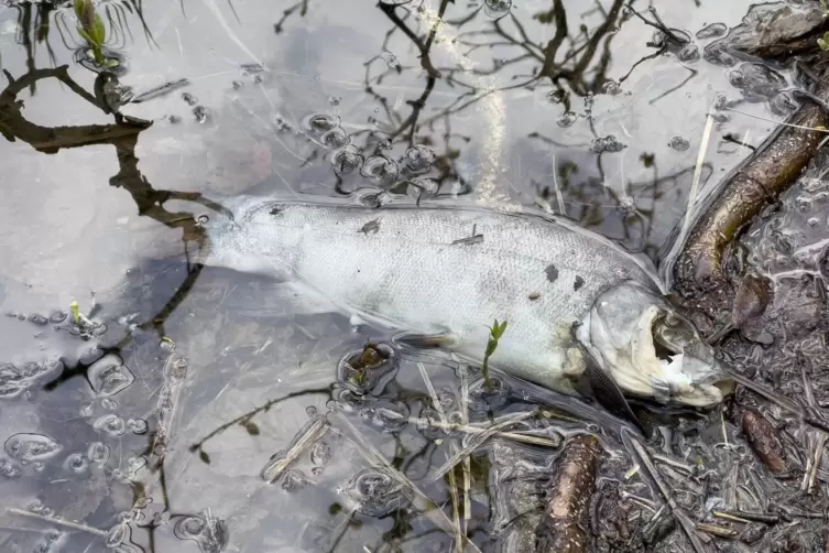 In den vergangenen Tagen kein schöner Anblick: Tote Fische am Ufer des Gelterswoogs.