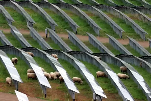 Tierhaltung und Solarzellen schließen sich nicht aus. 