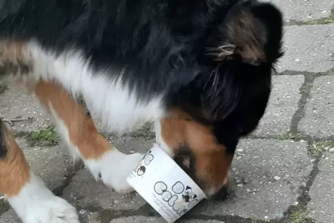 Geschmacksrichtung Lewwerworschd: Bellya lässt sich das Hundeeis von Zürkers Hofladen schmecken.