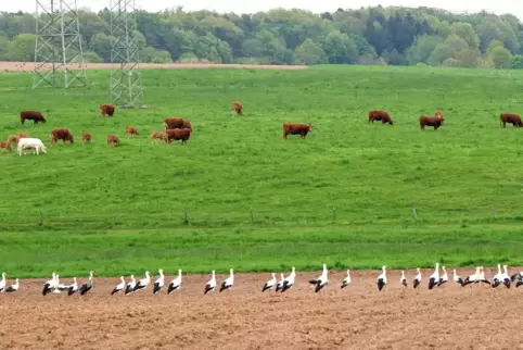 Den Kühen die Weide, den Störchen der Acker: Etliche der großen Vögel nutzten die Gelegenheit, sich an Würmern und Co. auf dem f