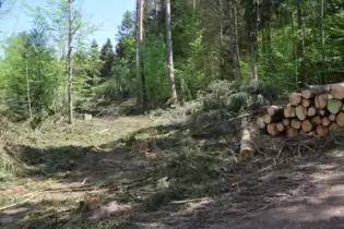 Baumfällungen zur Verkehrssicherung am Biehlerhof.