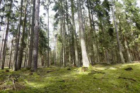 Waldwirtschaft und Waldschutz – immer wieder Anlass für Diskussionen. 