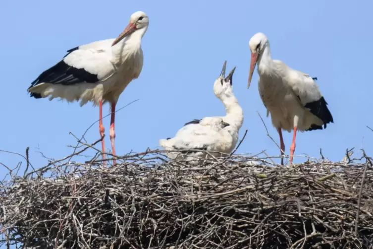 Weißstörche wählen ihr Nest mit Bedacht. 