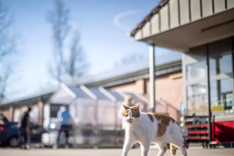 In einigen pfälzischen Städten müssen freilaufende Katzen kastriert und gechipt sein. Tierschützer fordern das nun auch südpfalz