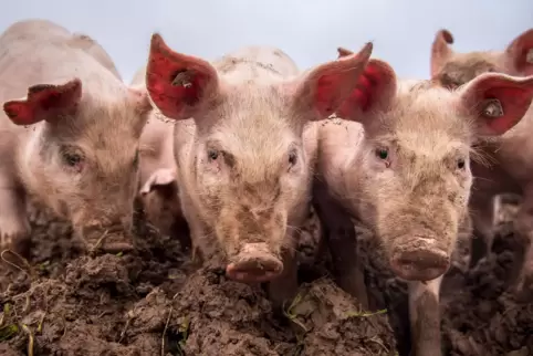 Wenn Tiere mit einer freundlichen Stimme angesprochen werden, sind sie ruhiger und entspannter. 