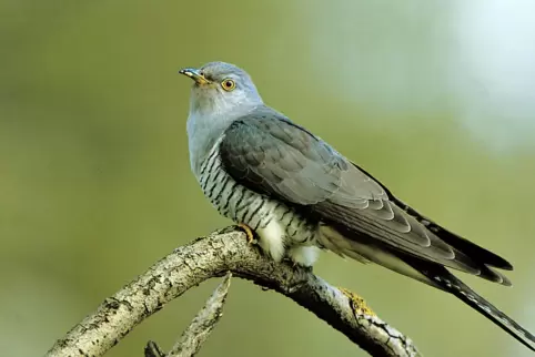 Weil sich die Schilff-Flächen und damit auch ein Teil des Lebensraums des Kuckucks veringert haben, geht die Anzahl dieser Vogel