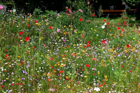 Auf dem Friedhof: Blumen dürfen blühen.