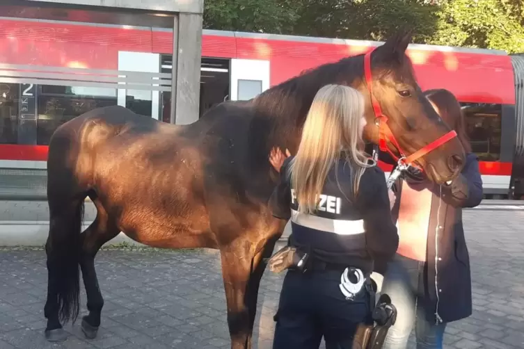 Das Pferd konnte von der Polizei wieder eingefangen werden. 