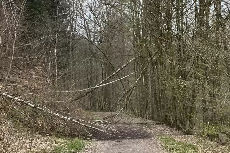 Der heftige Schneefall Anfang April hat im Wald Schäden hinterlassen, die das Forstamt mittlerweile größtenteils abgearbeitet ha