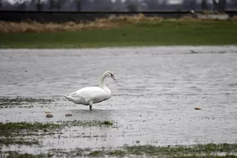 Schon jetzt öfter unter Wasser: Felder im Westen des Vororts.