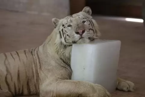 Ein Tiger im Zoo der pakistanischen Stadt Lahore kühlt sich mit einem Eisblock ab. 