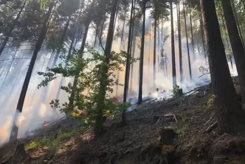 Waldbrand auf dem Maimont bei Schönau (Kreis Südwestpfalz). 