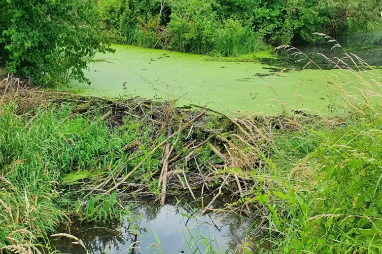 Der Biberdamm ist ein beeindruckendes Bauwerk. 19 Millionen Liter Wasser hat er inzwischen angestaut. 