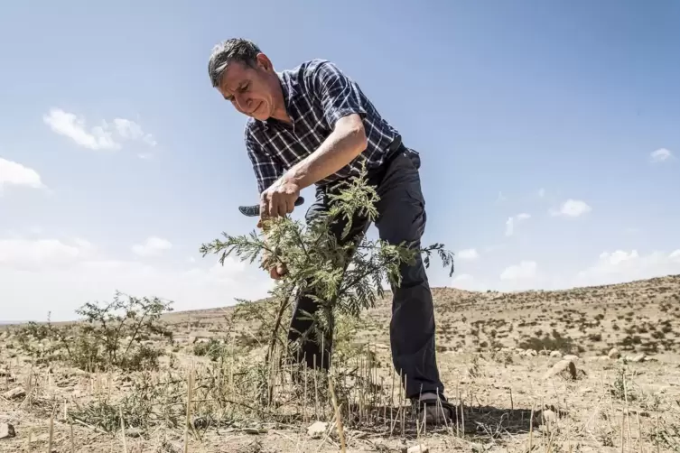 Der Australier Tony Rinaudo fand in Afrika einen Weg, Bäume in den unwirtlichsten Gegenden wachsen zu lassen, indem er noch lebe