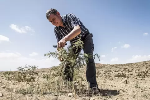 Der Australier Tony Rinaudo fand in Afrika einen Weg, Bäume in den unwirtlichsten Gegenden wachsen zu lassen, indem er noch lebe